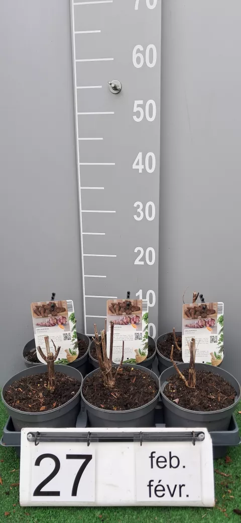 Helianthus tuberosus