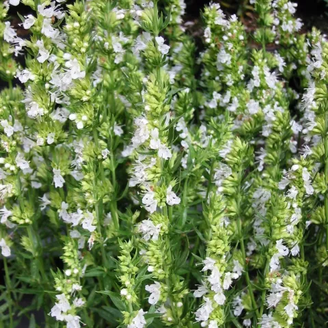 Hyssopus offic. 'Alba'