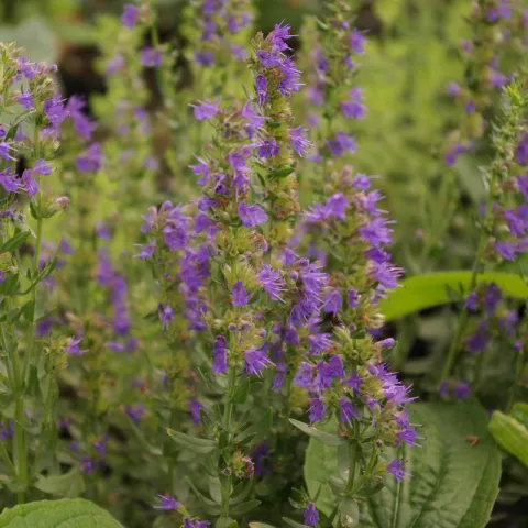 Hyssopus officinalis