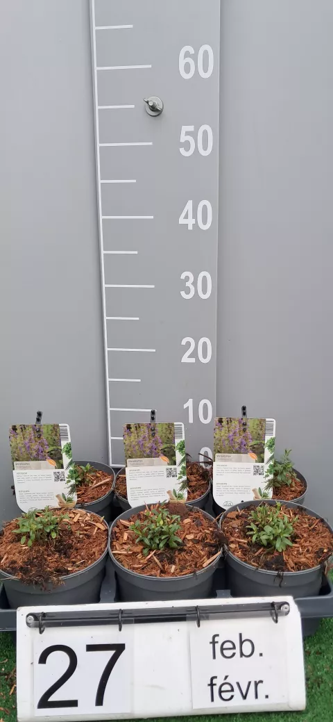 Hyssopus officinalis