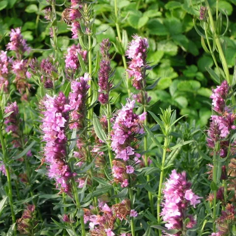 Hyssopus offic. 'Rosea'