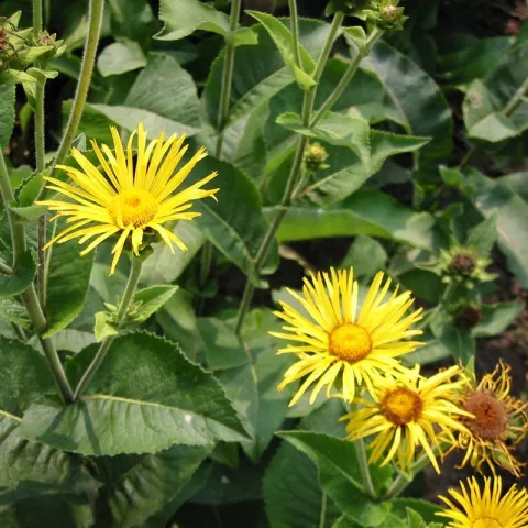 Inula helenium