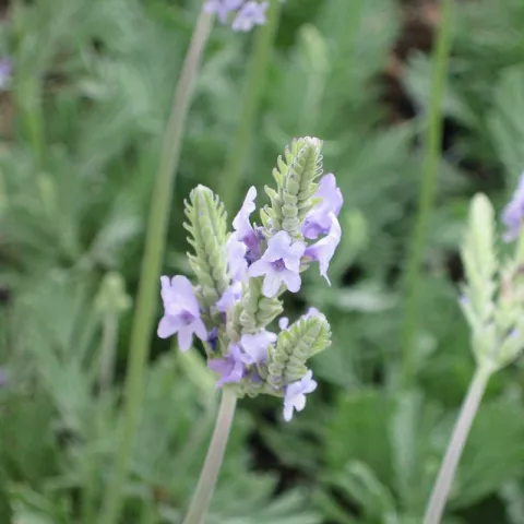 Lavandula pinnata var. Pinnata