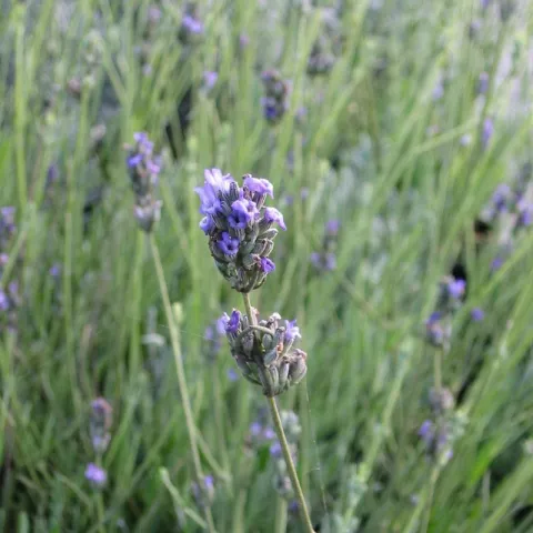 Lavandula spica