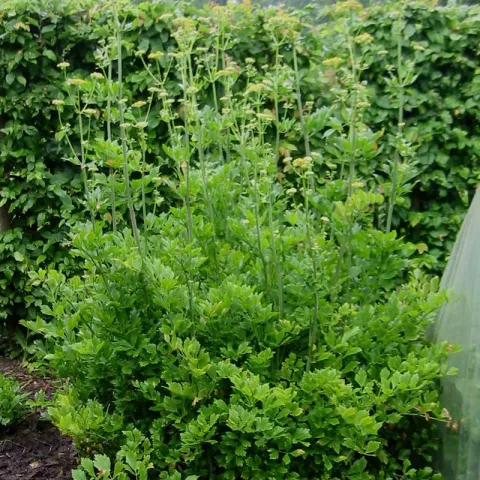 Levisticum officinalis
