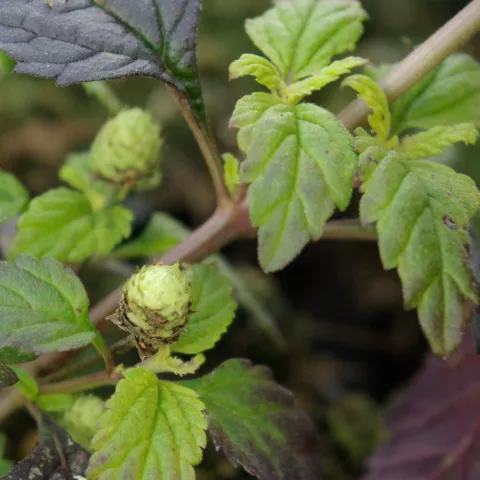 Lippia dulcis