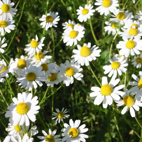 Matricaria recutita