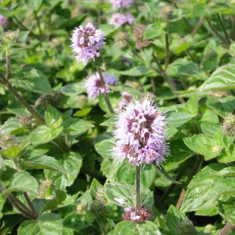 Mentha aquatica