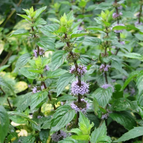 Mentha gentilis 'Variegata'