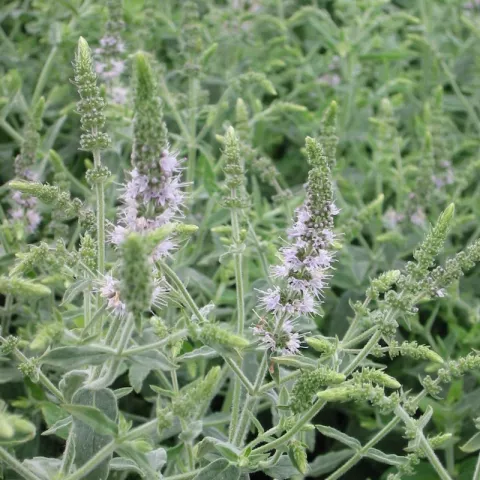 Mentha longifolia