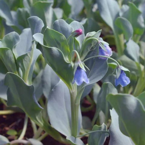 Mertensia maritima