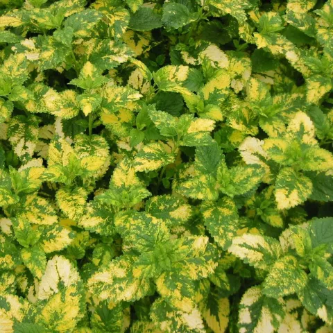 Melissa offic. 'Aurea'
