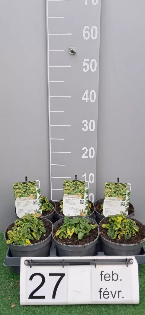 Melissa offic. 'Aurea'