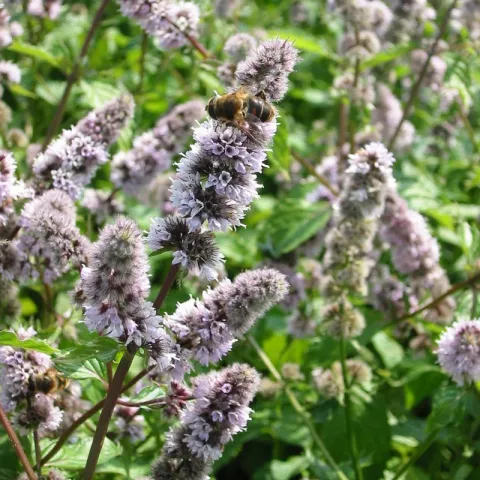 Mentha pip. pallescens camus