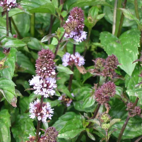 Mentha pip. f. citr. 'Chocolate'
