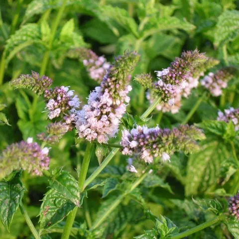 Mentha piperita