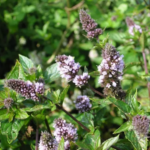 Mentha pip. 'Nigra'