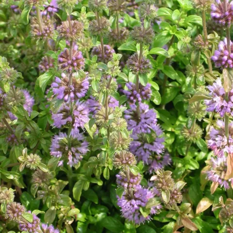 Mentha pulegium