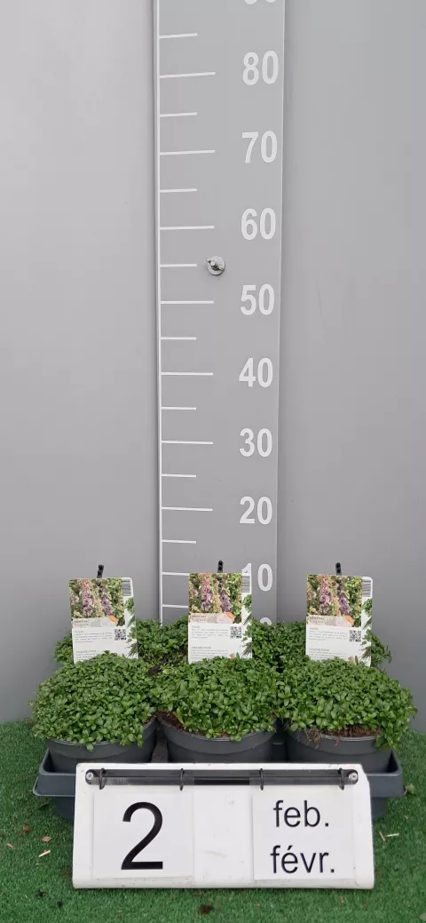 Mentha pulegium