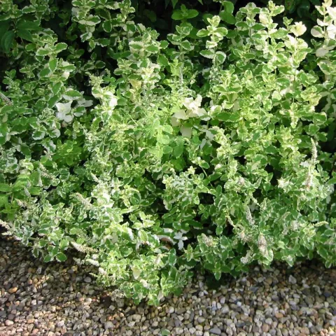 Mentha rot. 'Variegata'