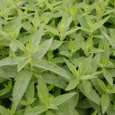 Mentha asiatica 'Asian'