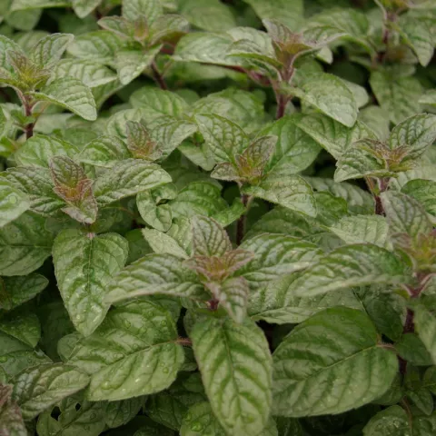 Mentha 'Berries and Cream'