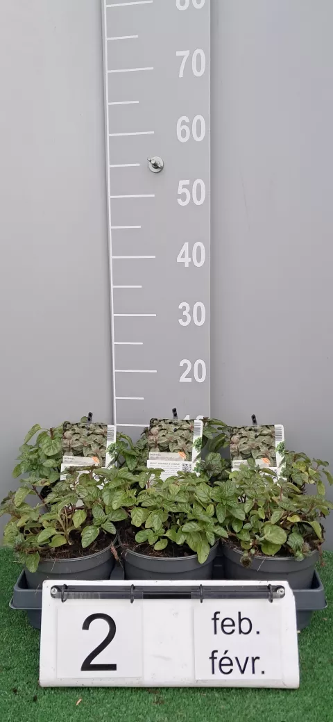 Mentha 'Berries and Cream'