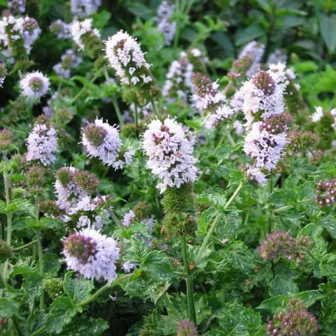 Mentha spic. var. crispa