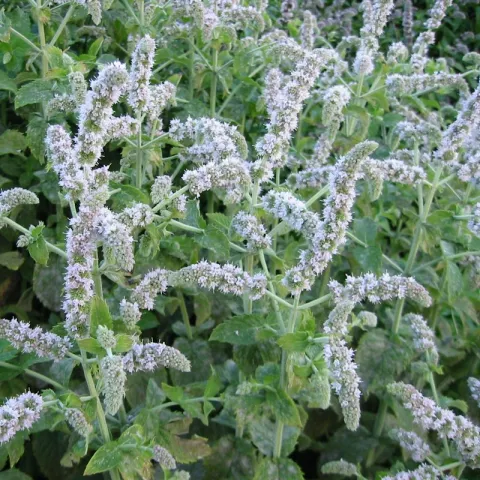 Mentha spic. 'English'
