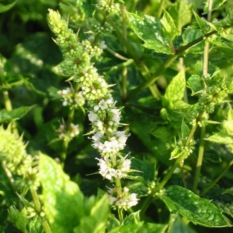 Mentha spic. 'Moroccan'