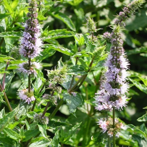 Mentha spicata