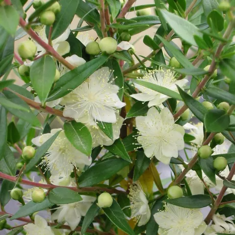 Myrtus communis 'Tarentina'