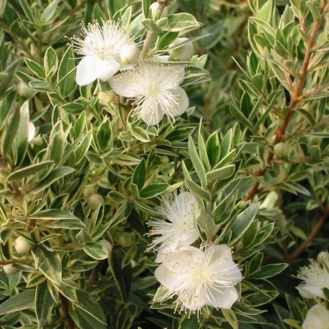 Myrtus communis 'Variegata'