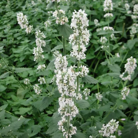 Nepeta cataria 'Citriodora'