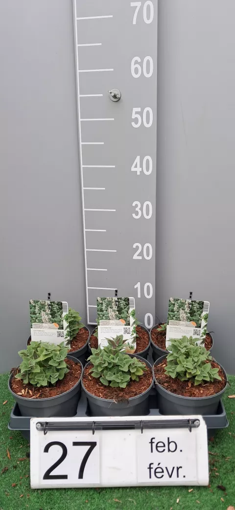 Nepeta cataria 'Citriodora'