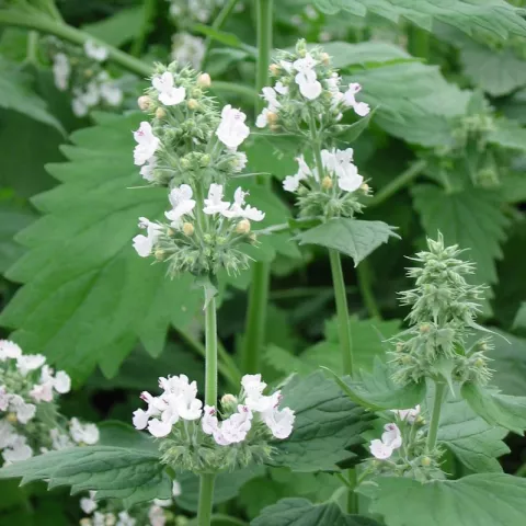 Nepeta cataria
