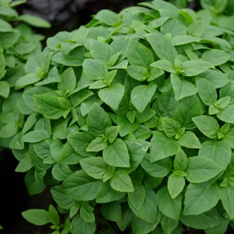 Ocimum bas. 'Bascuro'