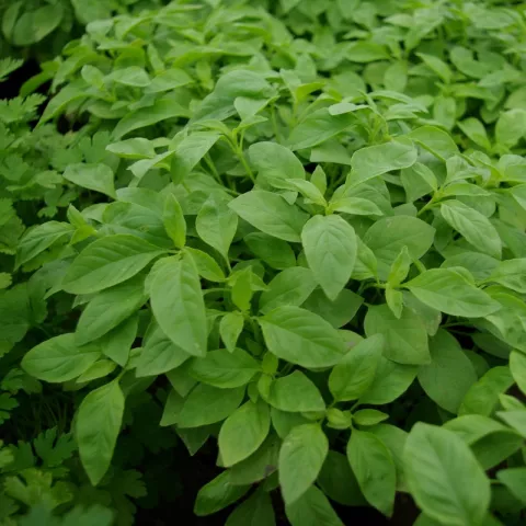 Ocimum bas. 'Citriodorum'