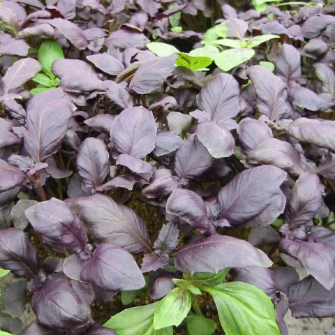 Ocimum bas. 'Dark Opal'