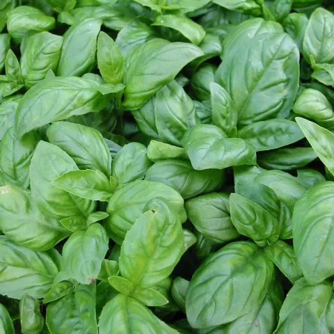 Ocimum bas. 'Genovese'
