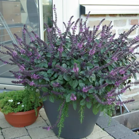 Ocimum bas. 'Magic Mountain'