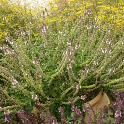 Ocimum bas. 'Magic White'