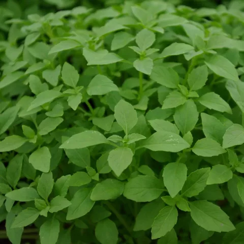 Ocimum bas. 'Piccolo'