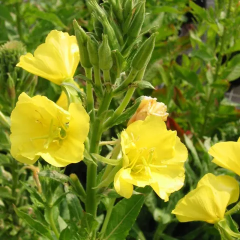Oenothera biennis