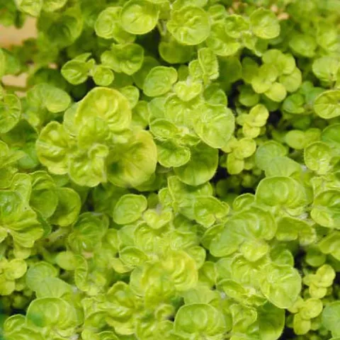 Origanum vulg. 'Aureum Crispum