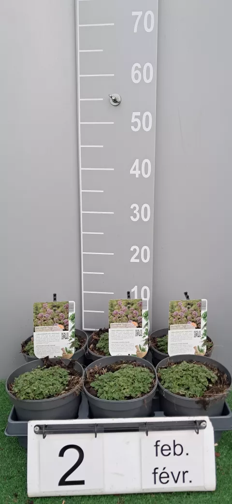 Origanum vulg. 'Aureum Crispum