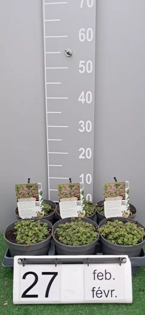 Origanum vulg. 'Aureum Crispum