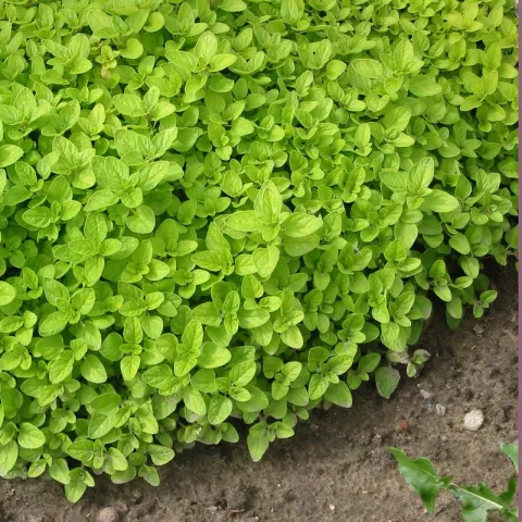 Origanum vulg. 'Aurea'