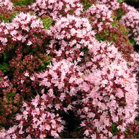 Origanum vulg. 'Compactum'