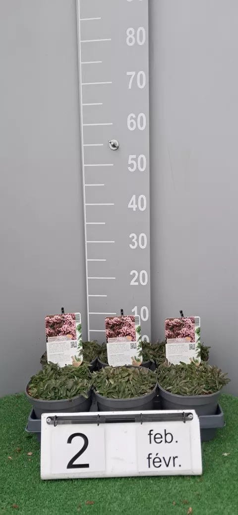 Origanum vulg. 'Compactum'